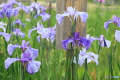 607菖蒲22