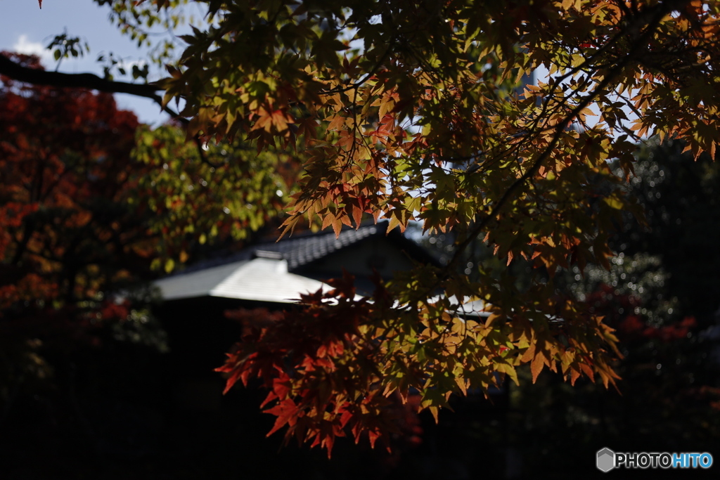晩秋の相楽園12