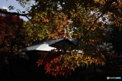 晩秋の相楽園12