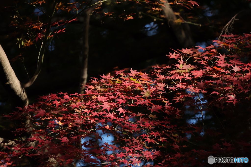 日が当たるモミジ