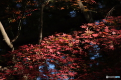 日が当たるモミジ