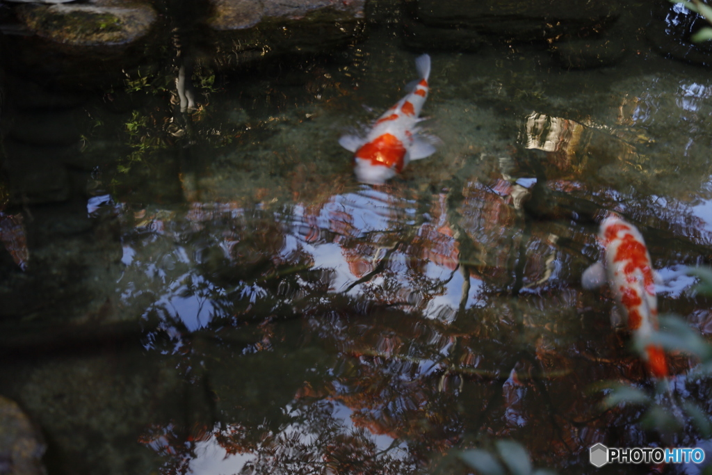 晩秋の相楽園21