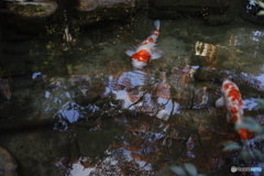 晩秋の相楽園21