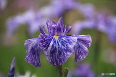 607菖蒲15