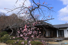 チラチラ咲いた