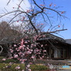 チラチラ咲いた