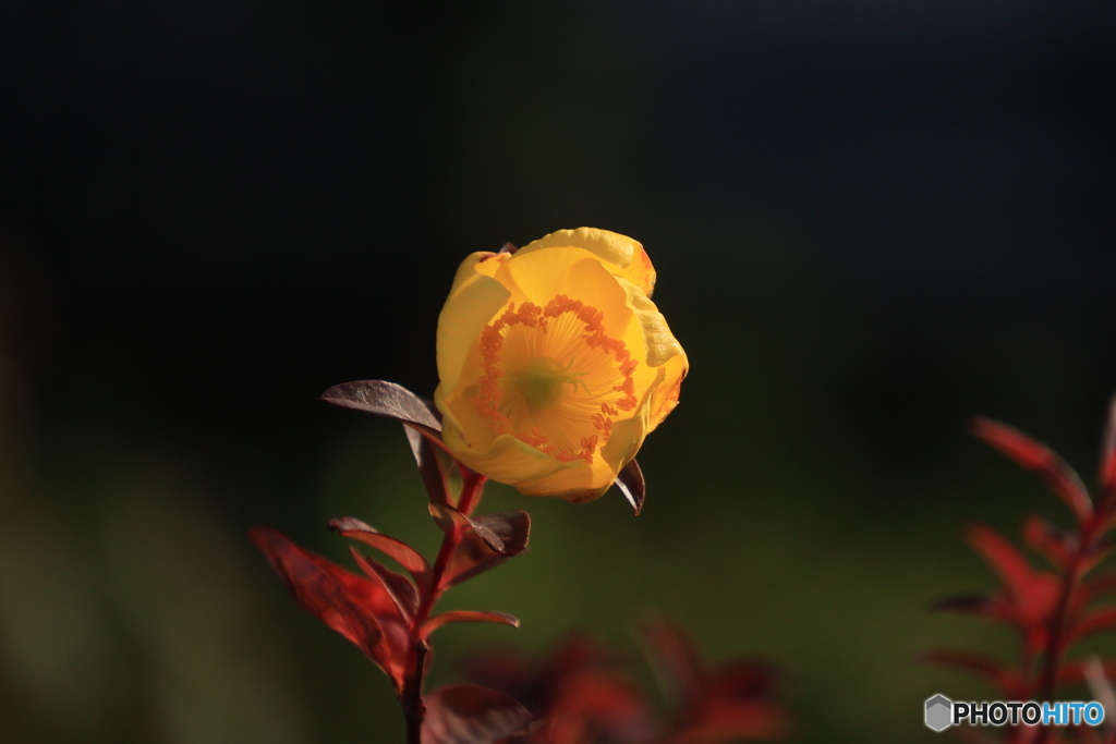 チョット早咲き？