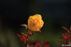 チョット早咲き？