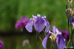 615菖蒲1