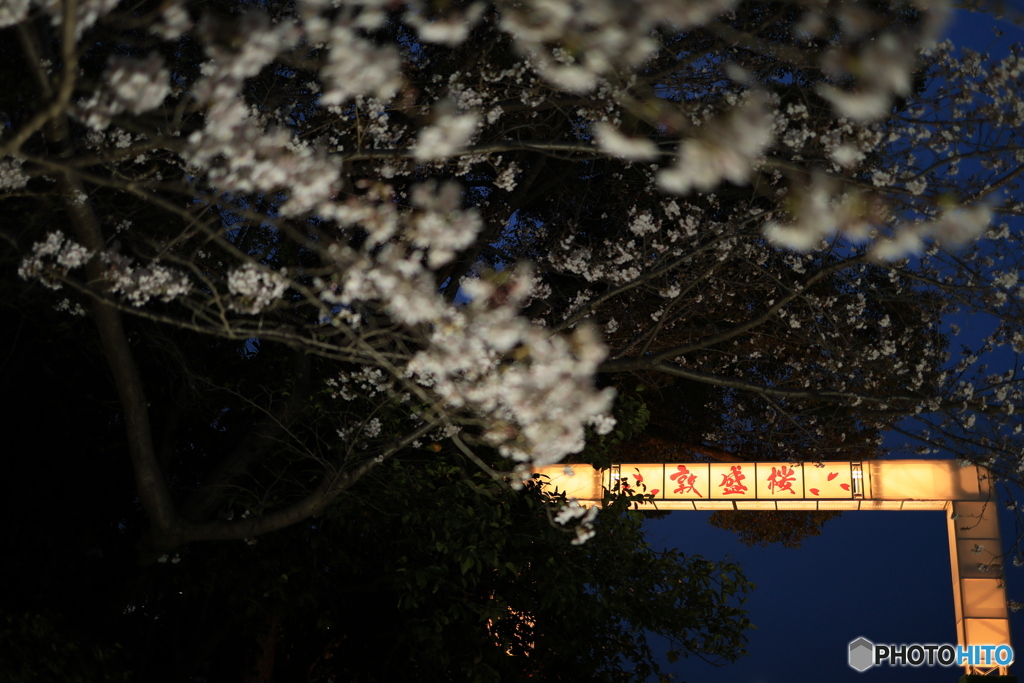 敦盛桜8