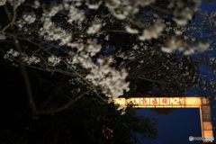 敦盛桜8