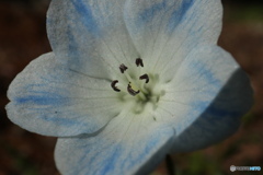 寄って見るネモフィラ2