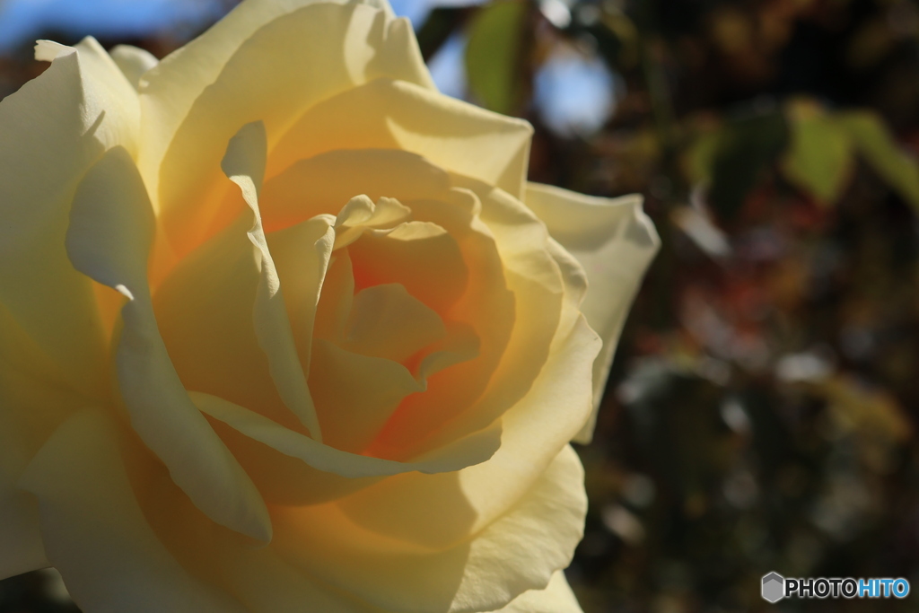 秋のバラ観賞会