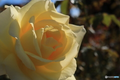 秋のバラ観賞会