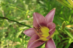 花弁2