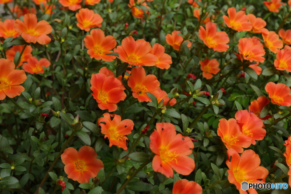 満開の夏の花3