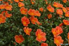 満開の夏の花3