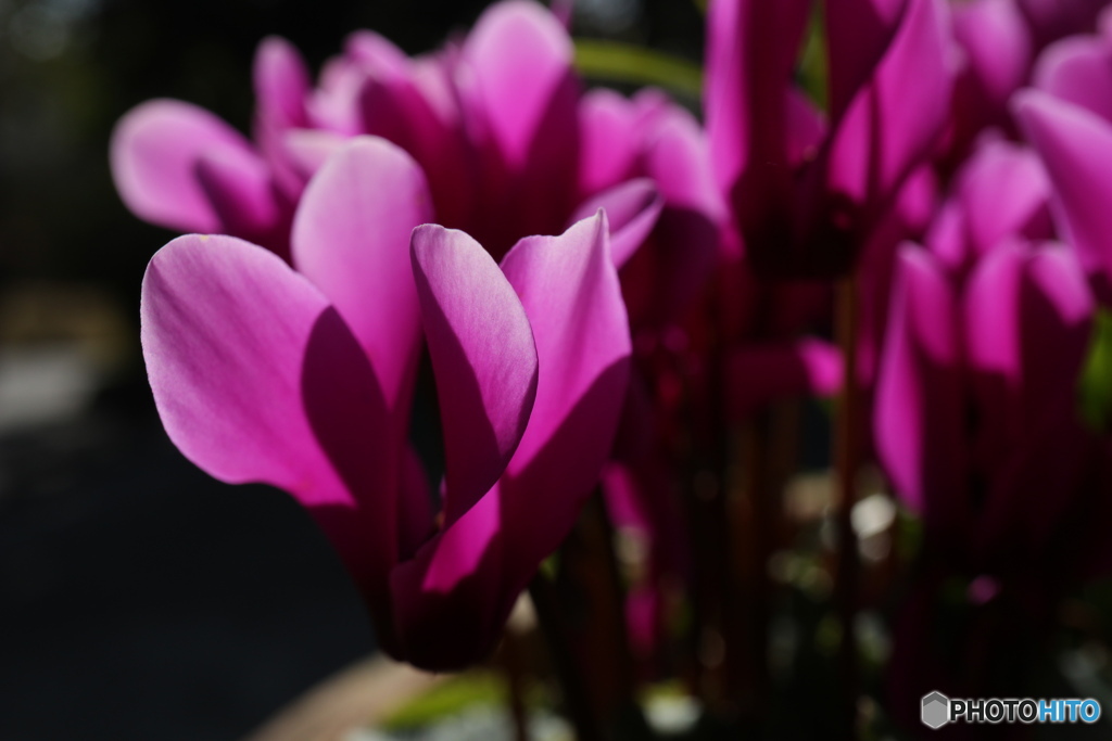 朝日にシクラメン5