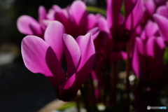 朝日にシクラメン5