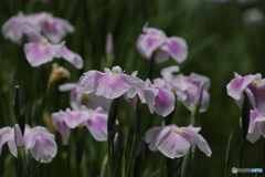 615菖蒲7