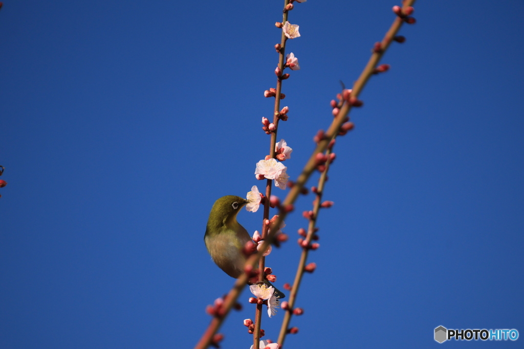 メジロと梅2