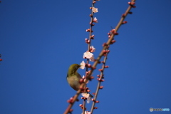 メジロと梅2