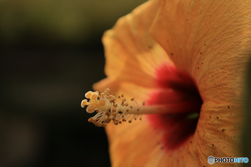 イエローハイビスカス