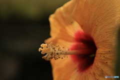 イエローハイビスカス