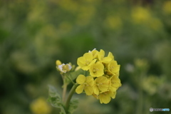 菜の花2