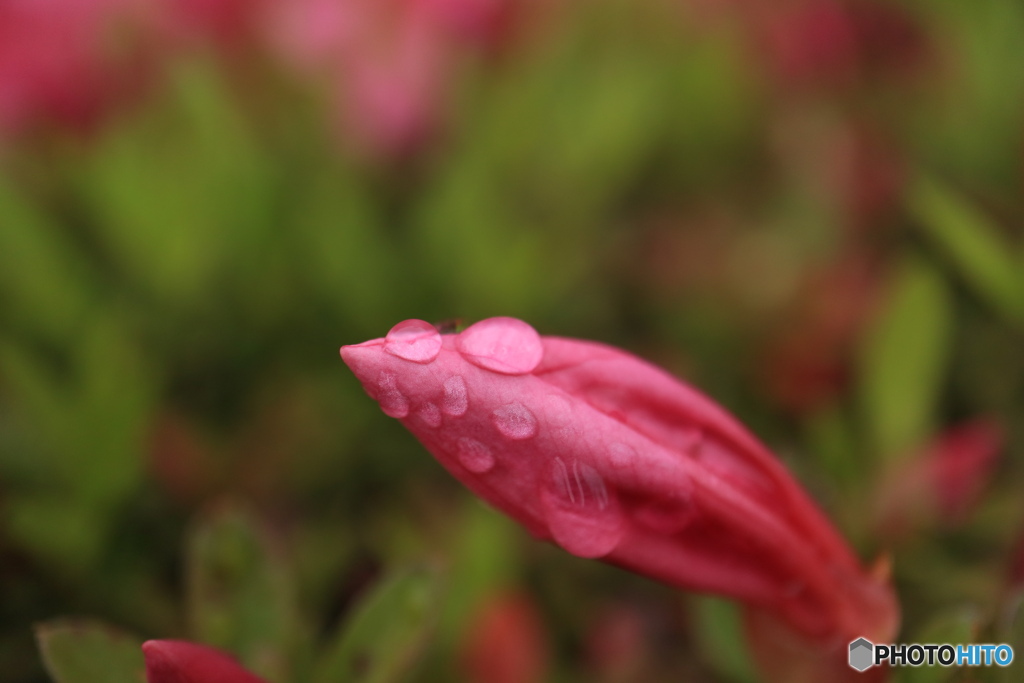 雫と蕾
