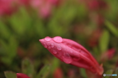 雫と蕾