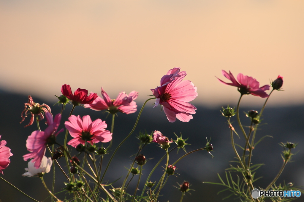 夕陽とコスモス4