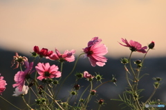夕陽とコスモス4