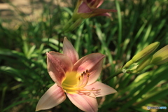 花弁3