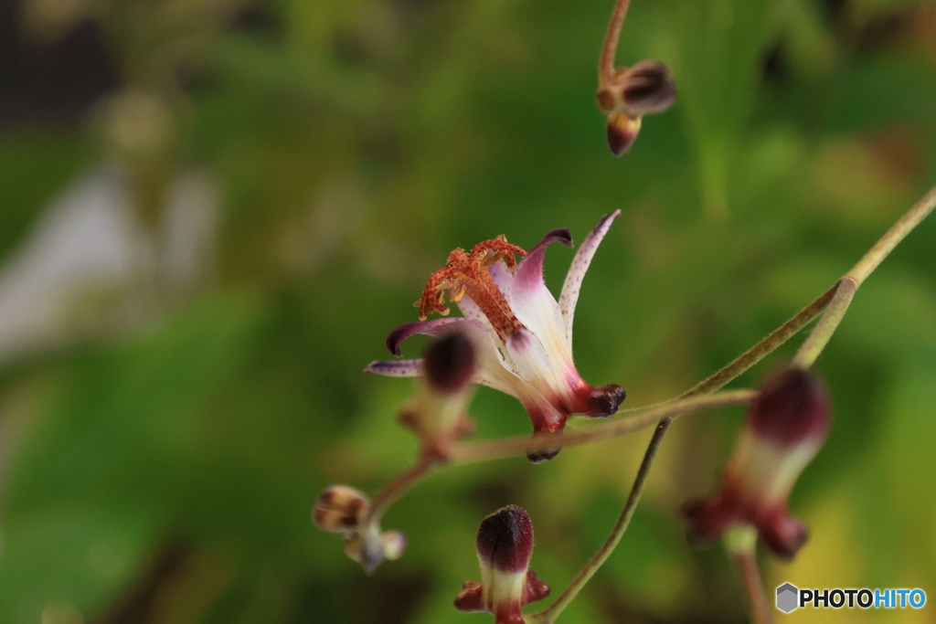 秋の山野草展14