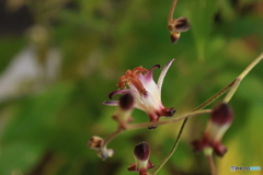 秋の山野草展14