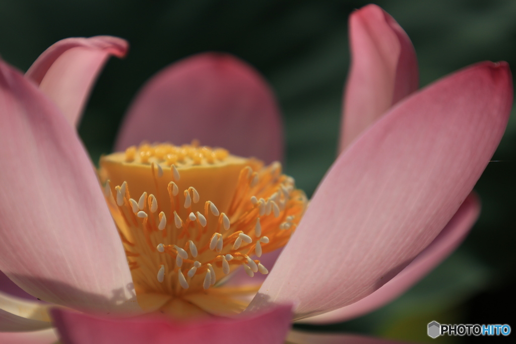 蓮の花2