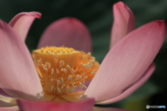 蓮の花2