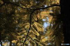 森からの便り 森からの便り