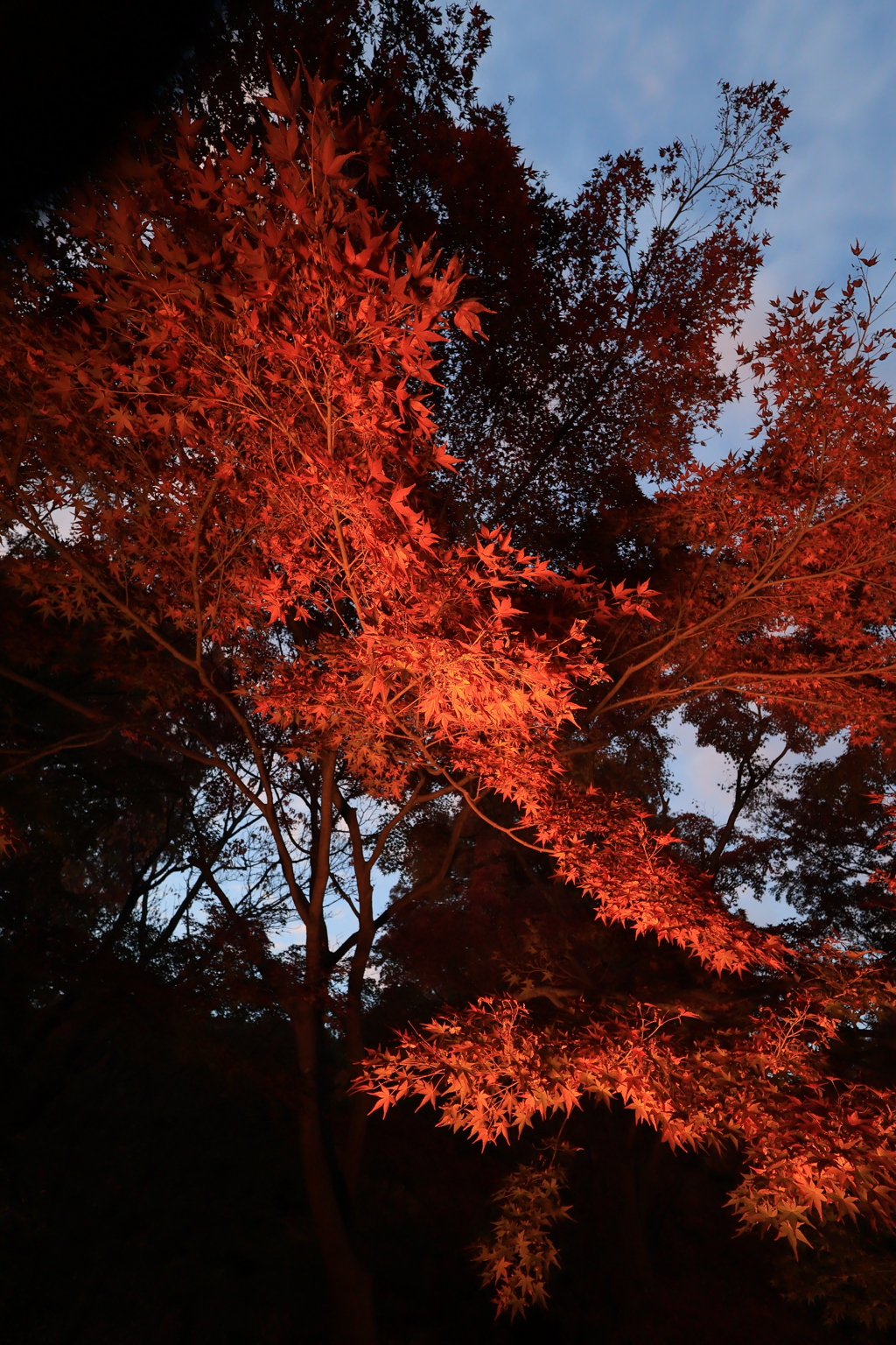離宮公園ライトアップ1