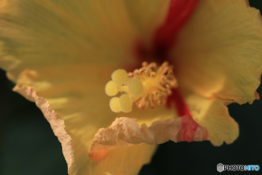 蜜蜂まち