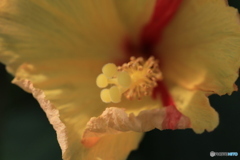 蜜蜂まち