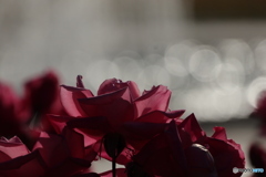 噴水と赤いバラ