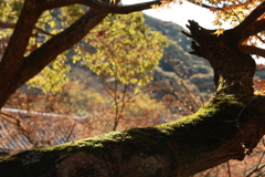 初冬の太山寺21