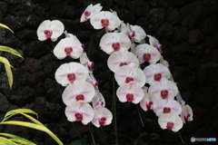 胡蝶蘭