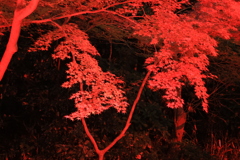 離宮公園ライトアップ3