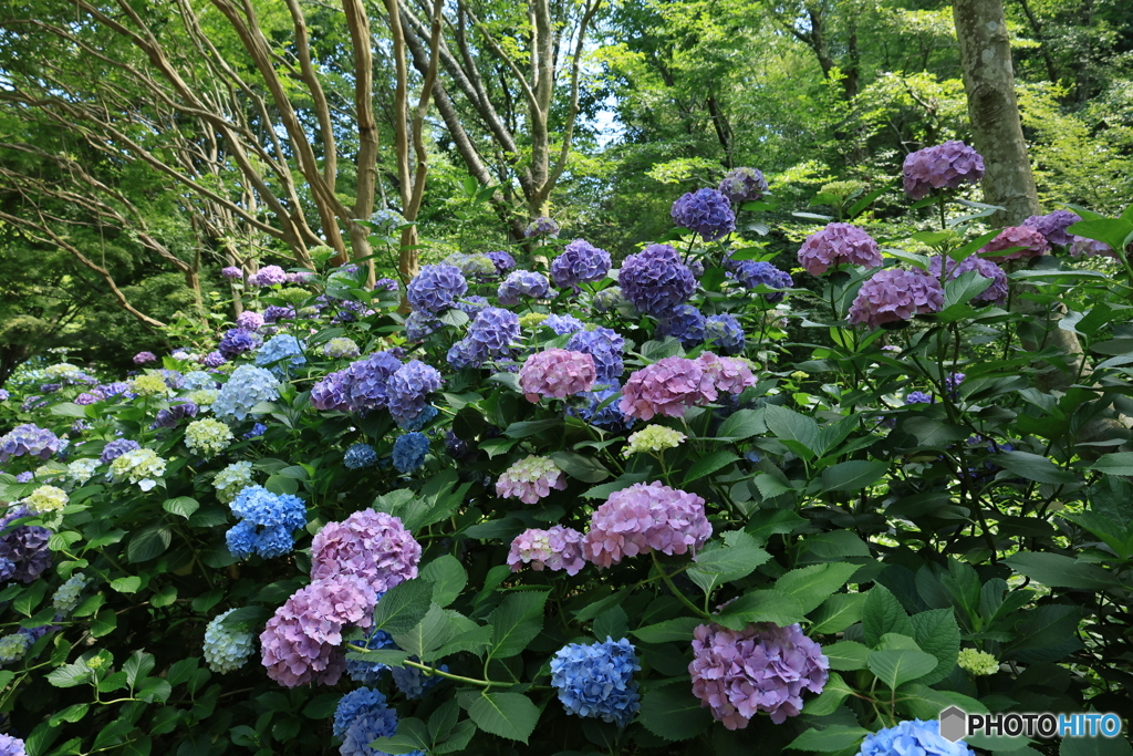 6/29紫陽花24