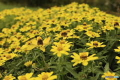 黄色一色 黄色一色