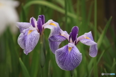 607菖蒲7