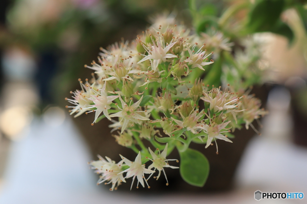 秋の山野草展17